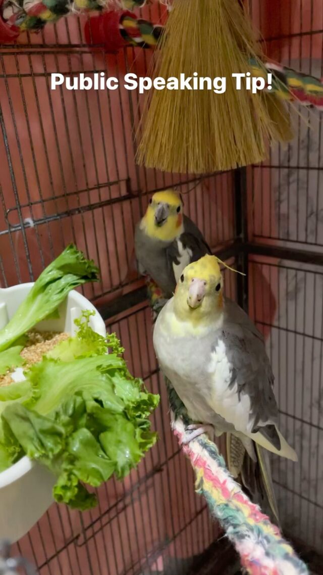 This public speaking tip is definitely not just ‘for the birds!’ 🦜😆

✨Speak your audience’s language to convert even the most skeptical of audiences to adopt and believe in your point of view ✨

I’d love to know - do you live with an animal who inspires you? Drop a message in the comments! 👇🏽

#communicationcoach #communicationskills #communicationtips #publicspeakingcoach #publicspeakingtips #consciouscommunication #effectivecommunication #entrepreneurlife #createwithconfidence #womenwithpurpose #languagematters #creativeentrepreneurship #createandcultivate #contentstrategy #audience #storytellingiskey #cockatiel #cockatielsofinstagram #parrot #parrotsofinstagram #animallover